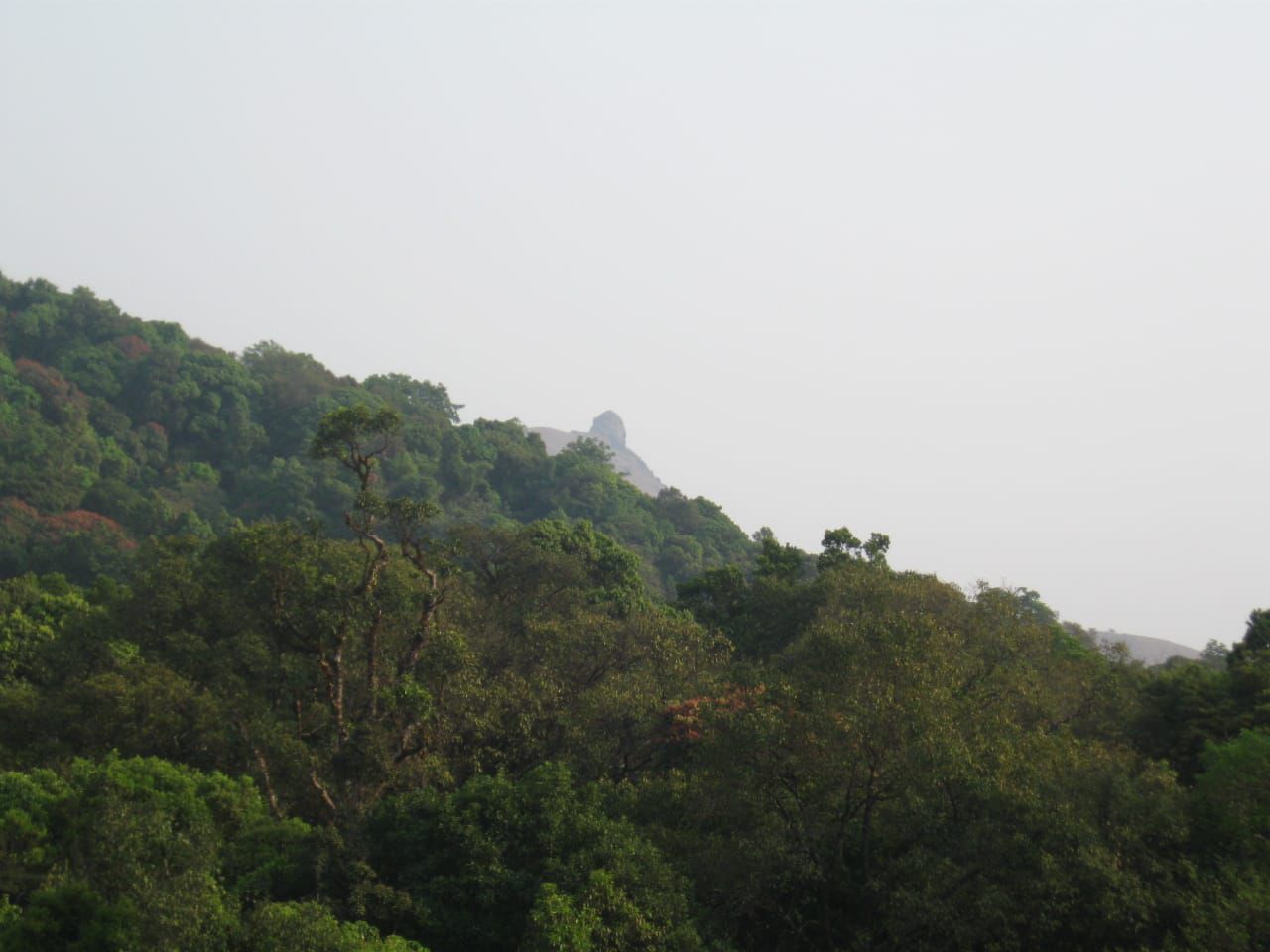 20 acre land for sale in Mudigere